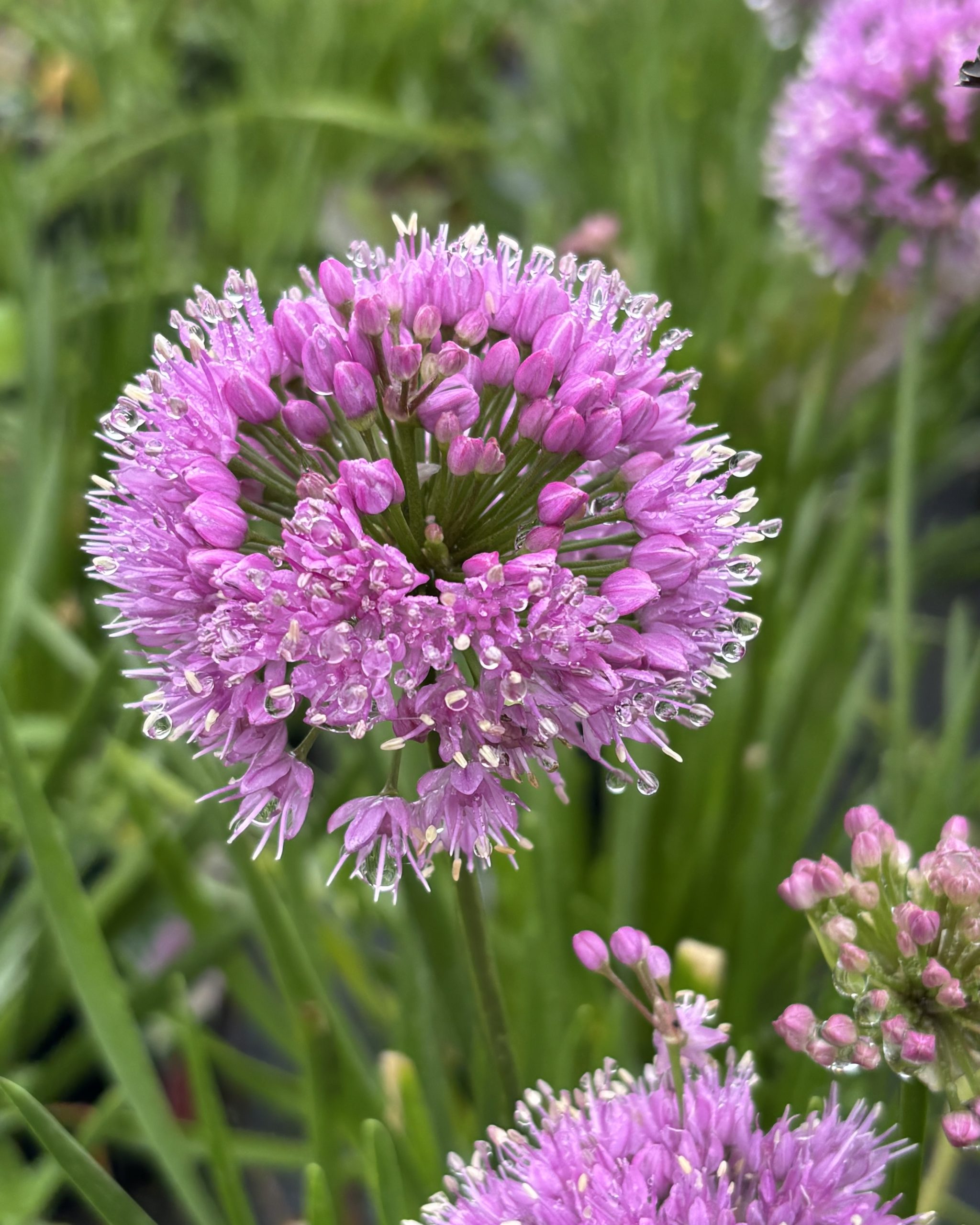 Allium millenium